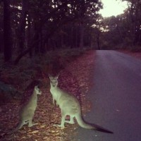 Early morning ride. Jervis Bay. #Festive500 #wymtm2012 #cycling