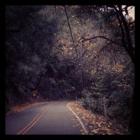 Fallen leaves and beautiful trees!