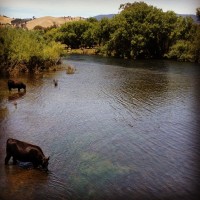 Damn hot up here today, peaked at 39 on the road at 11am. Even the cows are feeling it. #coutryridin