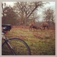 Just out for a spin in Richmond Park and there are always show offs #WYMTM2012