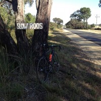 @cyclingtips #WYMTM2012 Forest Rd Anglesea to Moriac... Cracking morning!