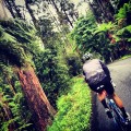 Rain or sine, the Dandenongs is one of the most beautiful places in the world to ride.